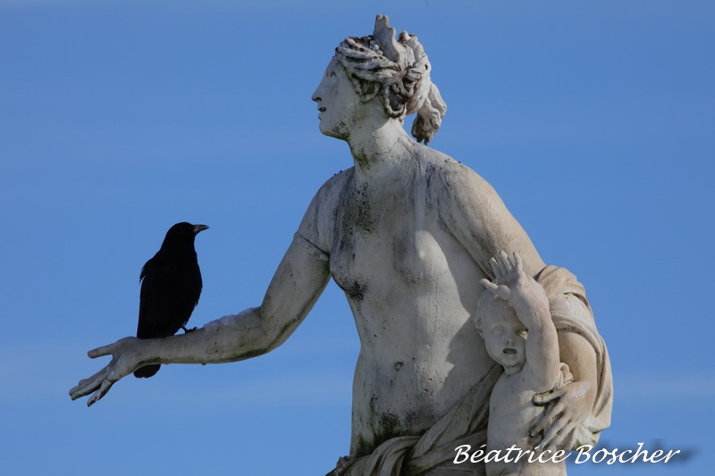 Corneille noire- Versailles.JPG